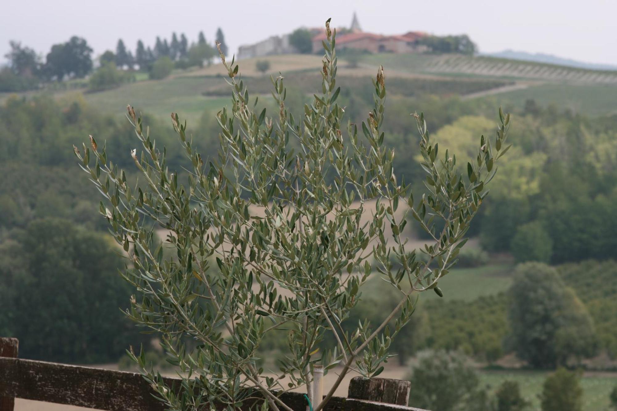 Cascina Fazioli Βίλα Alfiano Natta Εξωτερικό φωτογραφία